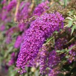Dwarf Butterfly Bush (Buddleja davidii Nanho Purple) Dwarf Butterfly Bush (Buddleja davidii Nanho Purple) - Plants and Shrubs for Hedges and Flowering