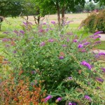 Dwarf Butterfly Bush (Buddleja davidii Nanho Purple) Dwarf Butterfly Bush (Buddleja davidii Nanho Purple) - Plants and Shrubs for Hedges and Flowering