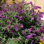 Dwarf Butterfly Bush (Buddleja davidii Nanho Purple) Dwarf Butterfly Bush (Buddleja davidii Nanho Purple) - Plants and Shrubs for Hedges and Flowering