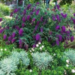 Dwarf Butterfly Bush (Buddleja davidii Nanho Purple) Dwarf Butterfly Bush (Buddleja davidii Nanho Purple) - Plants and Shrubs for Hedges and Flowering