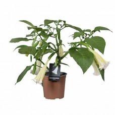 White Angel's Trumpet (Brugmansia arborea)