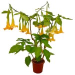 Golden Angel's Trumpet (Brugmansia aurea) | Plants and Shrubs for Garden & Pots Golden Angel's Trumpet (Brugmansia aurea)