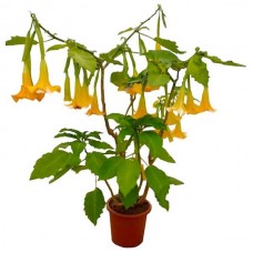 Golden Angel's Trumpet (Brugmansia aurea)