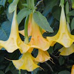 Golden Angel's Trumpet (Brugmansia aurea) | Plants and Shrubs for Garden & Pots Golden Angel's Trumpet (Brugmansia aurea)