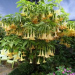 Golden Angel's Trumpet (Brugmansia aurea) | Plants and Shrubs for Garden & Pots Golden Angel's Trumpet (Brugmansia aurea)