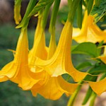 Golden Angel's Trumpet (Brugmansia aurea) | Plants and Shrubs for Garden & Pots Golden Angel's Trumpet (Brugmansia aurea)
