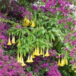 Golden Angel's Trumpet (Brugmansia aurea) | Plants and Shrubs for Garden & Pots Golden Angel's Trumpet (Brugmansia aurea)