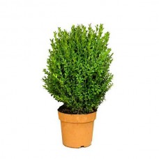 Πυξάρια ή Τσιμισίρια (Buxus sempervirens) Θάμνοι