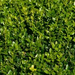 Πυξάρια ή Τσιμισίρια (Buxus sempervirens) Θάμνοι