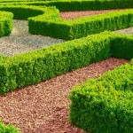 Πυξάρια ή Τσιμισίρια (Buxus sempervirens) Θάμνοι