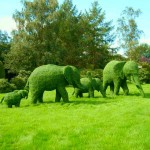 Πυξάρια ή Τσιμισίρια (Buxus sempervirens) Θάμνοι