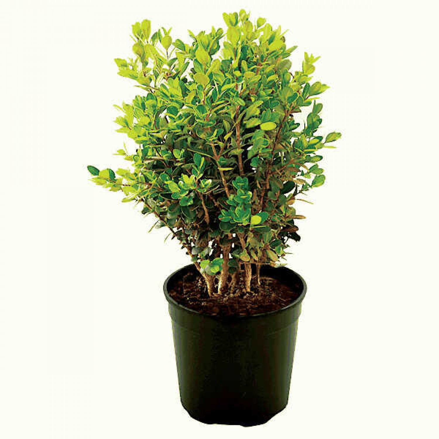 Πυξάρια Φόκνερ ή Μπούξοι Φόκνερ (Buxus microphylla Faulkner)