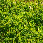 Πυξάρια Φόκνερ ή Μπούξοι Φόκνερ (Buxus microphylla Faulkner)
