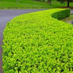 Πυξάρια Φόκνερ ή Μπούξοι Φόκνερ (Buxus microphylla Faulkner)