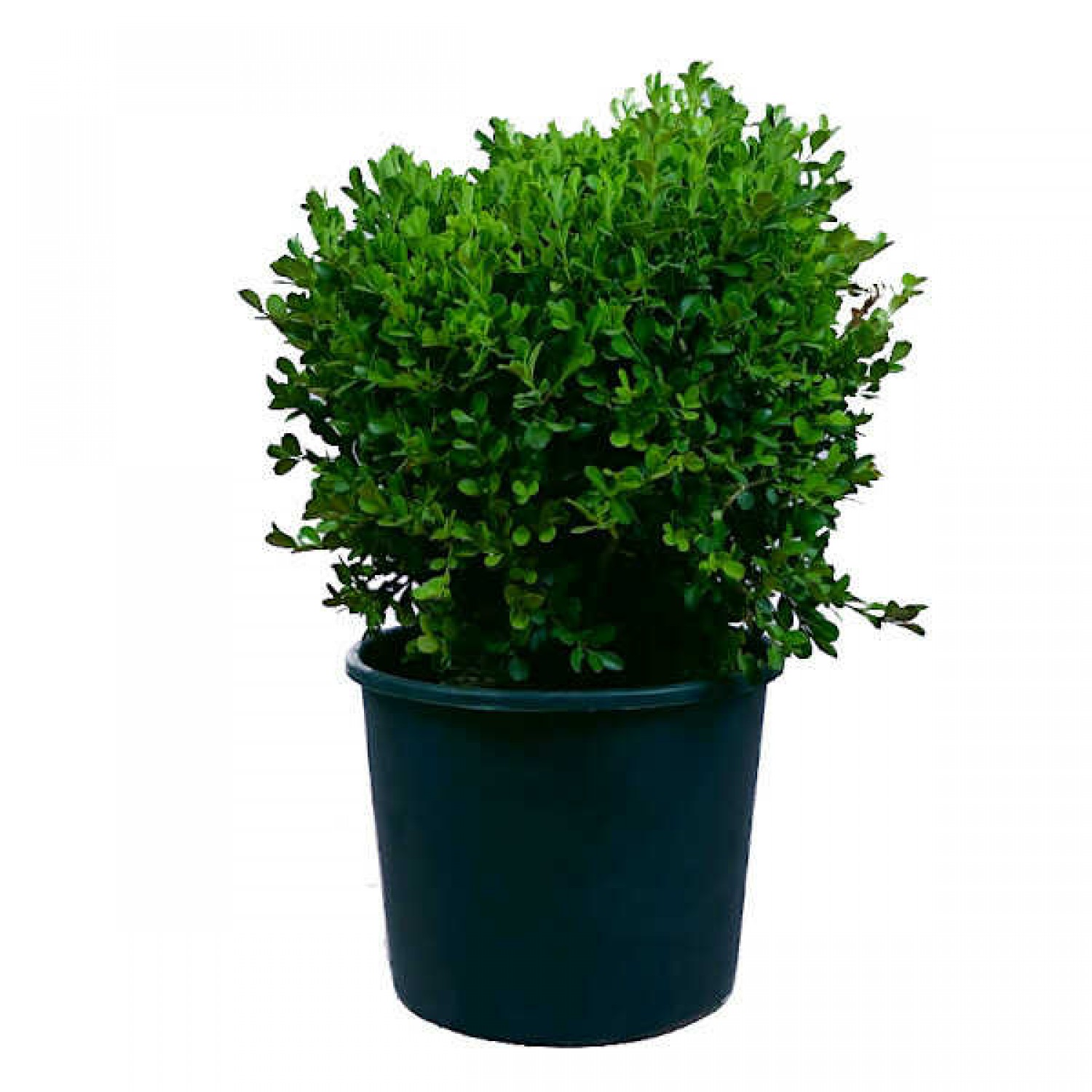 Πυξάρι Ροτουντιφόλια ή Μπούξους Rotundifolia (Buxus sempervirens 'Rotundifolia') Θάμνος Πυξάρια Ροτουντιφόλια ή Μπούξοι (Buxus microphylla Rotundifolia)