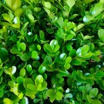 Πυξάρι Ροτουντιφόλια ή Μπούξους Rotundifolia (Buxus sempervirens 'Rotundifolia') Θάμνος Πυξάρια Ροτουντιφόλια ή Μπούξοι (Buxus microphylla Rotundifolia)