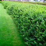 Πυξάρι Ροτουντιφόλια ή Μπούξους Rotundifolia (Buxus sempervirens 'Rotundifolia') Θάμνος Πυξάρια Ροτουντιφόλια ή Μπούξοι (Buxus microphylla Rotundifolia)
