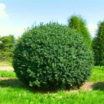 Πυξάρι Ροτουντιφόλια ή Μπούξους Rotundifolia (Buxus sempervirens 'Rotundifolia') Θάμνος Πυξάρια Ροτουντιφόλια ή Μπούξοι (Buxus microphylla Rotundifolia)