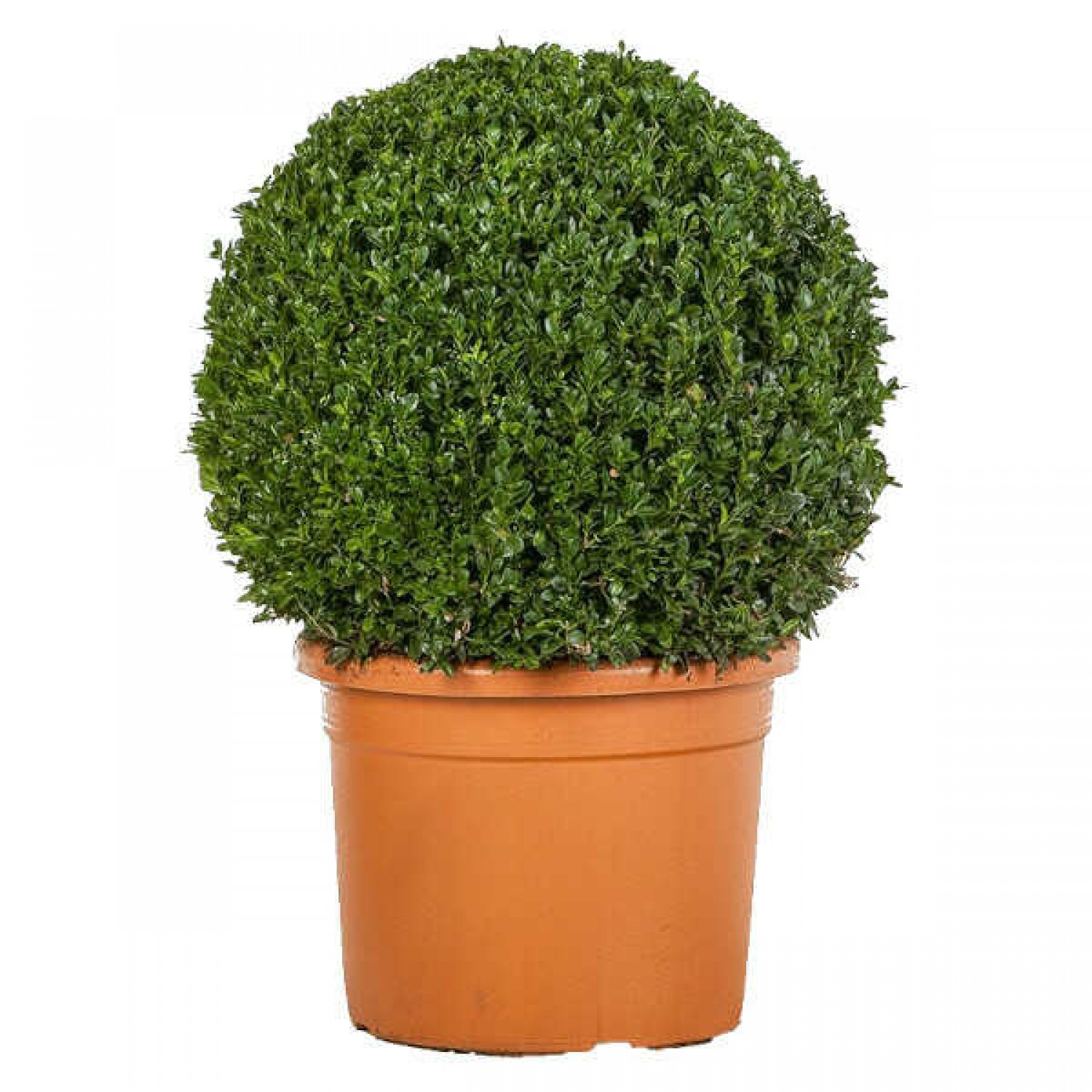 Πυξάρι Μπάλα ή Μπούξος (Buxus spp.) Θάμνος Πυξάρια Μπάλες ή Μπούξοι (Buxus spp.) Θάμνοι