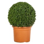 Πυξάρι Μπάλα ή Μπούξος (Buxus spp.) Θάμνος Πυξάρια Μπάλες ή Μπούξοι (Buxus spp.) Θάμνοι