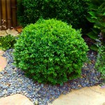 Πυξάρι Μπάλα ή Μπούξος (Buxus spp.) Θάμνος Πυξάρια Μπάλες ή Μπούξοι (Buxus spp.) Θάμνοι