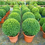 Πυξάρι Μπάλα ή Μπούξος (Buxus spp.) Θάμνος Πυξάρια Μπάλες ή Μπούξοι (Buxus spp.) Θάμνοι