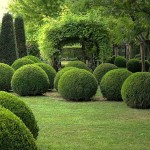 Πυξάρι Μπάλα ή Μπούξος (Buxus spp.) Θάμνος Πυξάρια Μπάλες ή Μπούξοι (Buxus spp.) Θάμνοι