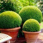 Πυξάρι Μπάλα ή Μπούξος (Buxus spp.) Θάμνος Πυξάρια Μπάλες ή Μπούξοι (Buxus spp.) Θάμνοι