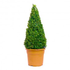 Πυξάρια Πυραμίδα ή Μπούξοι (Buxus spp.) Θάμνοι