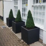 Πυξάρι Πυραμίδα ή Μπούξος (Buxus spp.) Θάμνος Πυξάρια Πυραμίδα ή Μπούξοι (Buxus spp.) Θάμνοι