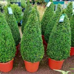 Πυξάρι Πυραμίδα ή Μπούξος (Buxus spp.) Θάμνος Πυξάρια Πυραμίδα ή Μπούξοι (Buxus spp.) Θάμνοι