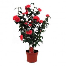 Καμέλια η ιαπωνική (Camellia japonica) Θάμνος-Ποικιλίες
