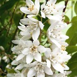 Δεύτζια η Λευκή (Δεύκια η τραχιά-Deutzia scabra) Φυτό