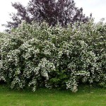 Δεύτζια η Λευκή (Δεύκια η τραχιά-Deutzia scabra) Φυτό