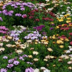 Διμορφοθήκη ή Οστεόσπερμο (Dimorphotheca ecklonis-συν. Osteospermum ecklonis) Φυτό - Πολυετή Ανθοφόρα Φυτά