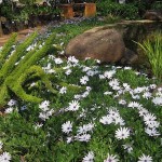 Διμορφοθήκη ή Οστεόσπερμο (Dimorphotheca ecklonis-συν. Osteospermum ecklonis) Φυτό - Πολυετή Ανθοφόρα Φυτά