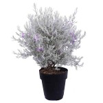 Ερεμόφυλλο ή Ερημόφυλλο (Eremophila nivea) Θάμνος - Ανθοφόροι Θάμνοι