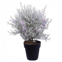Ερεμόφυλλο ή Ερημόφυλλο (Eremophila nivea) Θάμνος - Ανθοφόροι Θάμνοι
