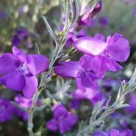 Ερεμόφυλλο ή Ερημόφυλλο (Eremophila nivea) Θάμνος - Ανθοφόροι Θάμνοι