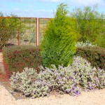 Ερεμόφυλλο ή Ερημόφυλλο (Eremophila nivea) Θάμνος - Ανθοφόροι Θάμνοι