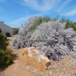 Ερεμόφυλλο ή Ερημόφυλλο (Eremophila nivea) Θάμνος - Ανθοφόροι Θάμνοι