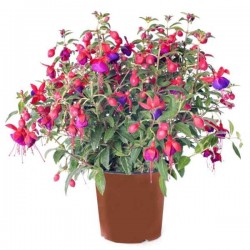 Φούξια Κήπου ή Σκουλαρικιά (Fuchsia magellanica) Θάμνος - Ανθοφόρα Φυτά Φούξιες Κήπου