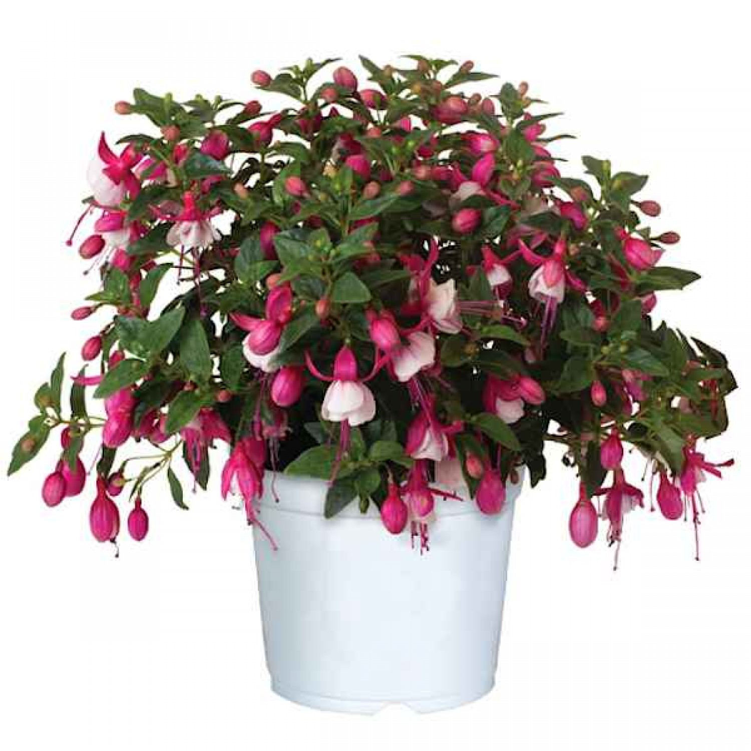Hardy Fuchsia White (Fuchsia magellanica) Shrub - Ornamental Flowering Shrubs