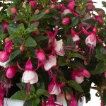 Hardy Fuchsia White (Fuchsia magellanica) Shrub - Ornamental Flowering Shrubs