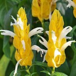 Shrimp Plant (Justicia brandegeeana-syn. Beloperone guttata) Plant - Evergreen Flowering Shrubs