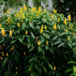 Shrimp Plant (Justicia brandegeeana-syn. Beloperone guttata) Plant - Evergreen Flowering Shrubs
