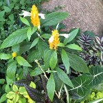 Shrimp Plant (Justicia brandegeeana-syn. Beloperone guttata) Plant - Evergreen Flowering Shrubs