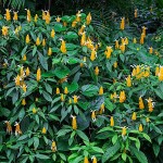 Shrimp Plant (Justicia brandegeeana-syn. Beloperone guttata) Plant - Evergreen Flowering Shrubs