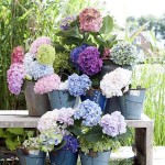 Ορτανσία ή Υδράγγεια η μακρόφυλλη-Hydrangea macrophylla