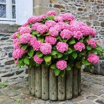 Ορτανσία ή Υδράγγεια η μακρόφυλλη-Hydrangea macrophylla